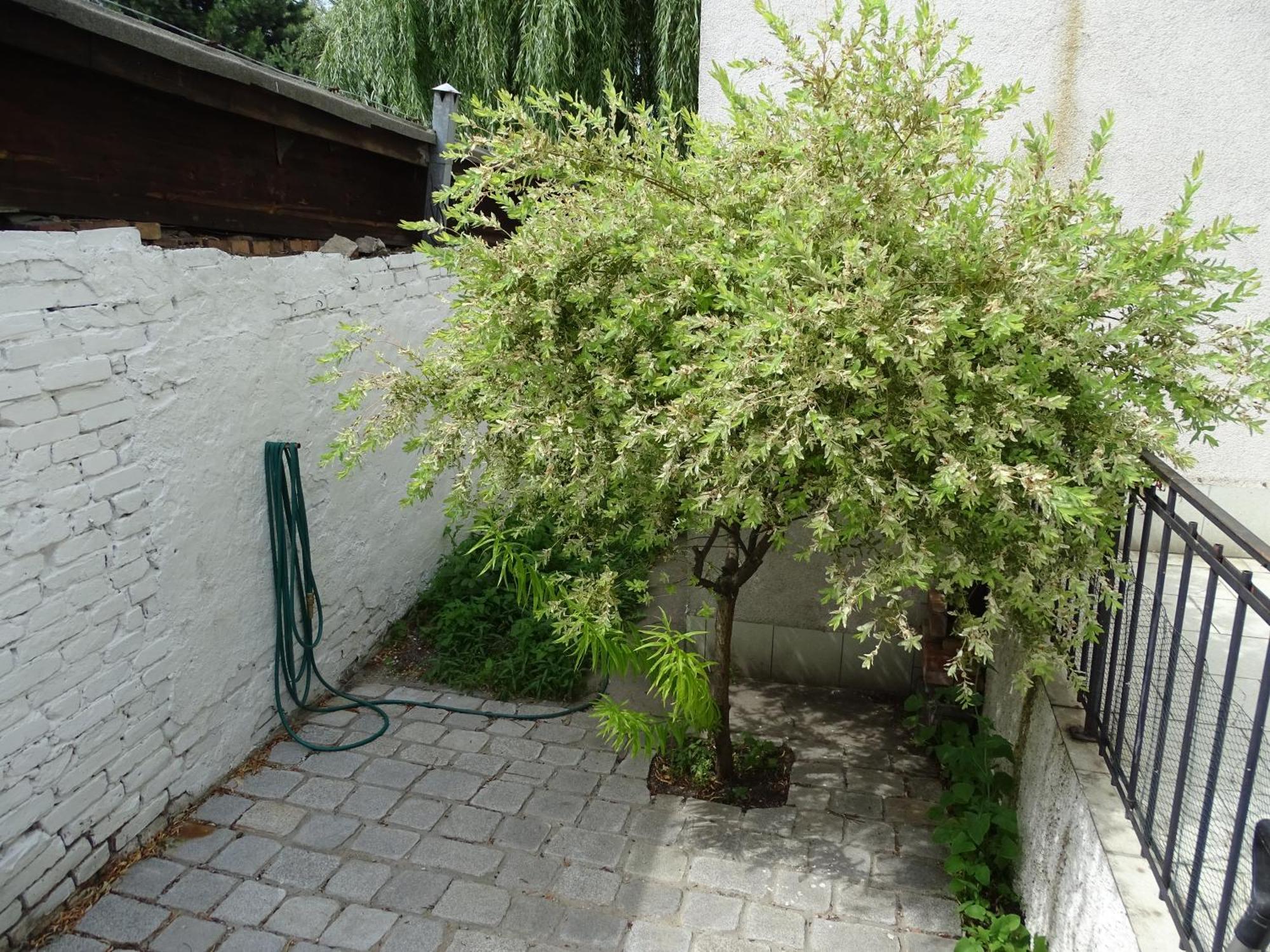 Mur 4 - Apartament z ogródkiem. Stary Toruń Exterior foto